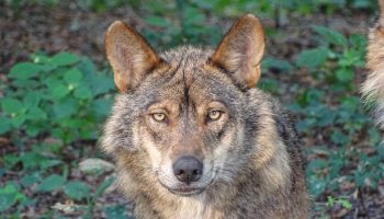 Ecoloxiste N’Aición d’Asturies y el Fondo del Lobo recurren las matanzas de lobos del Gobierno de Asturias y solicitan su suspensión cautelar