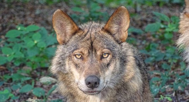 Ecoloxiste N’Aición d’Asturies y el Fondo del Lobo recurren las matanzas de lobos del Gobierno de Asturias y solicitan su suspensión cautelar