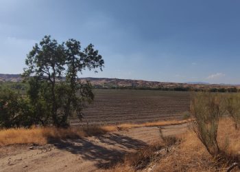 Sanción a una plantación de pistachos por arrasar el soto de ribera en Valdetorres de Jarama
