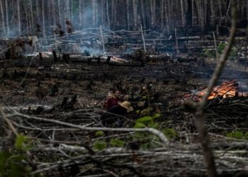 Deforestación en Amazonía brasileña rompe nuevo récord en 2022