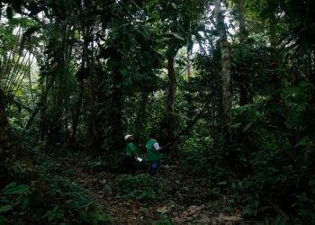 Naciones Unidas advierte sobre grave deforestación en 2022