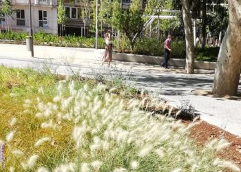 El Ayuntamiento de Madrid está usando especies invasoras en su jardinería pública