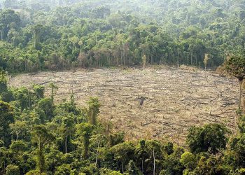 Un tercio de la selva amazónica se encuentra degradada por la actividad humana