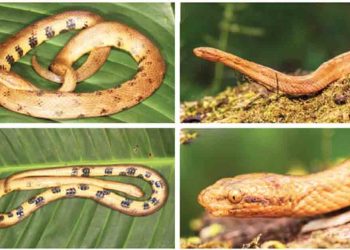 Descubren en Ecuador una nueva especie de serpiente