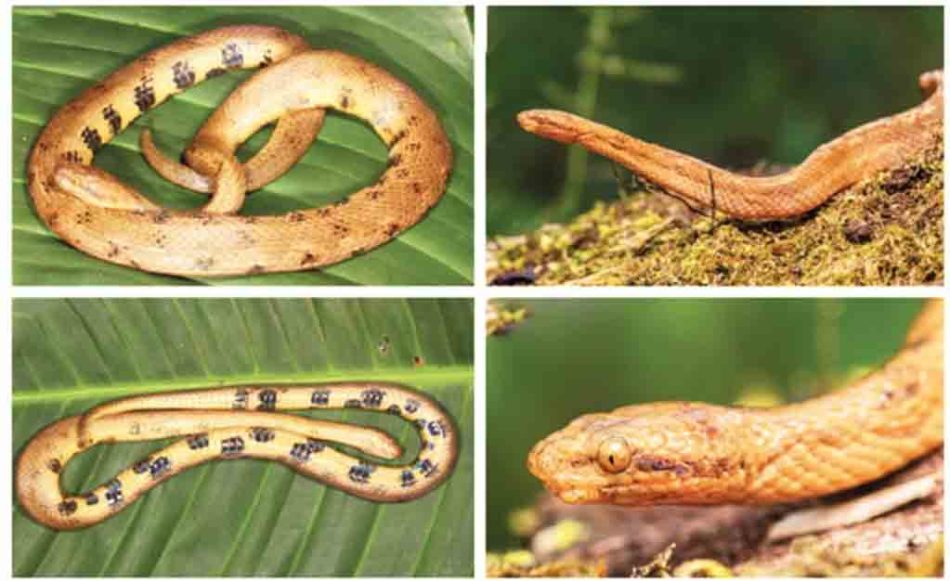 Descubren en Ecuador una nueva especie de serpiente