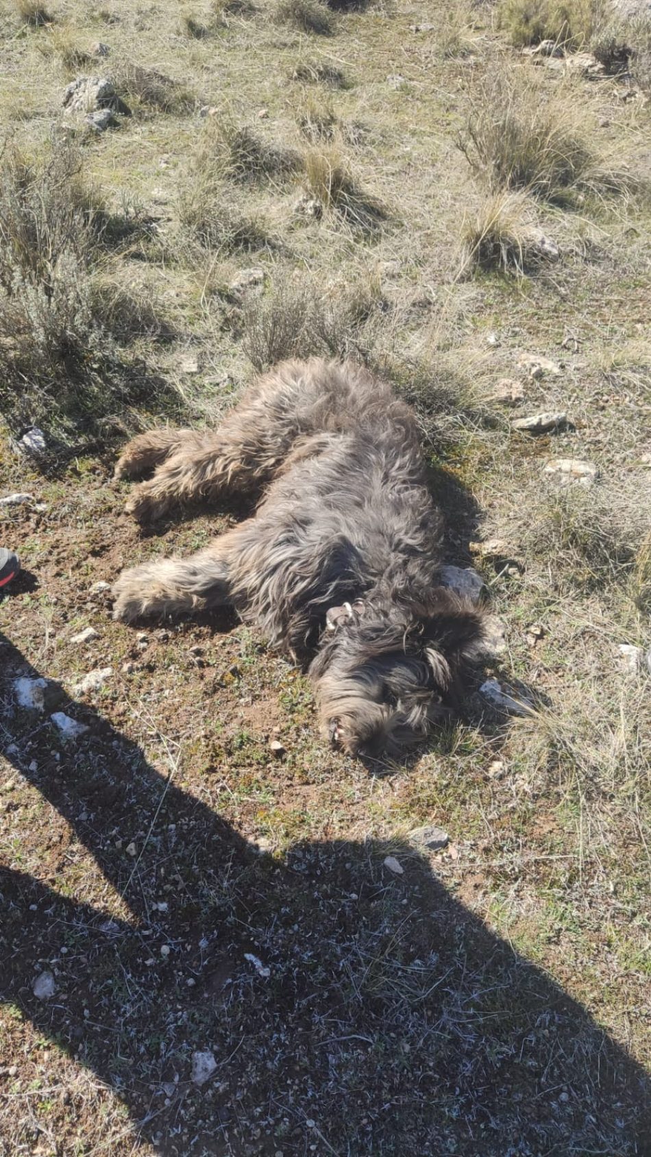 PACMA solicita la pena máxima para el cazador que mató de un tiro a un perro en la Sierra de Baza