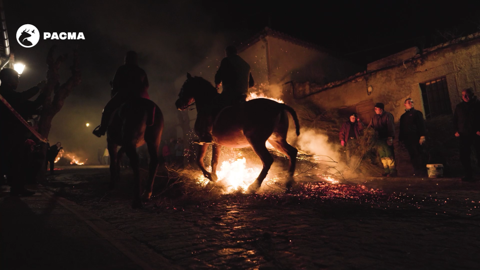 PACMA documenta las Luminarias: caballos doblegados a las brasas del fuego