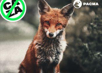 PACMA desafía a los cazadores y los llama “Alimañas” en su nueva campaña contra la caza del zorro