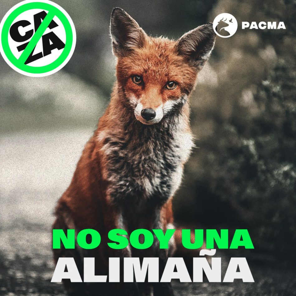 PACMA desafía a los cazadores y los llama “Alimañas” en su nueva campaña contra la caza del zorro