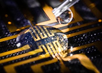 Cultivan electrodos en el cerebro de peces cebra vivos