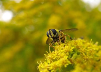 Insectos que se alimentan de plagas, una alternativa frente a la resistencia a los pesticidas