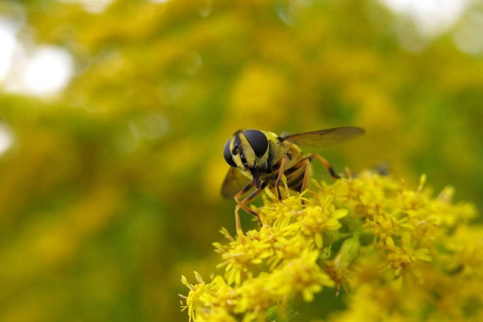 Insectos que se alimentan de plagas, una alternativa frente a la resistencia a los pesticidas