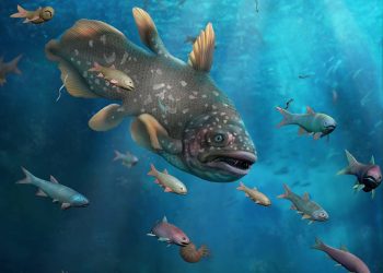 La fauna marina se recuperó un millón de años después de la ‘gran extinción’