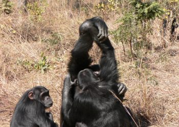 Los chimpancés también tienen ’influencers’ a los que imitan para acicalarse