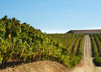Presentan alegaciones a la orden que regula la reestructuración de viñedos en Extremadura
