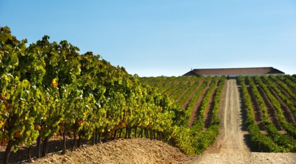 Presentan alegaciones a la orden que regula la reestructuración de viñedos en Extremadura