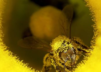 España autoriza ilegalmente que el sector azucarero emplee un insecticida letal para las abejas 