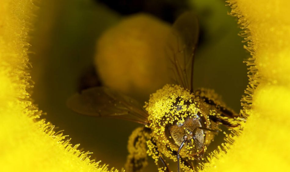 España autoriza ilegalmente que el sector azucarero emplee un insecticida letal para las abejas 