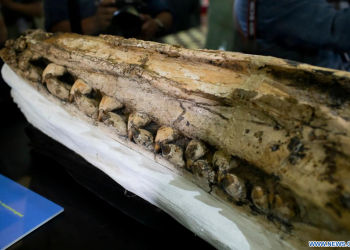 Descubren en Perú fósil de nueva especie de cachalote prehistórico