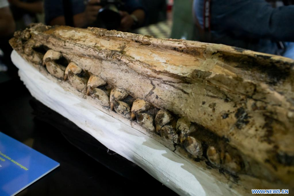 Descubren en Perú fósil de nueva especie de cachalote prehistórico