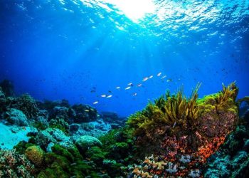 Panamá aspira a un consenso internacional por la protección de los océanos en su conferencia Our Ocean 2023