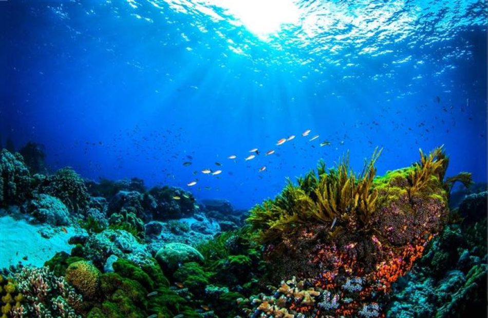 Panamá aspira a un consenso internacional por la protección de los océanos en su conferencia Our Ocean 2023