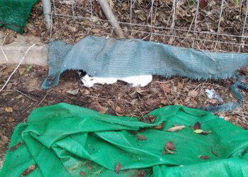 PACMA y la Asociación Ecológica Felina piden responsabilidades al Ayuntamiento de Toledo por dejar morir a varios gatos de una colonia municipal