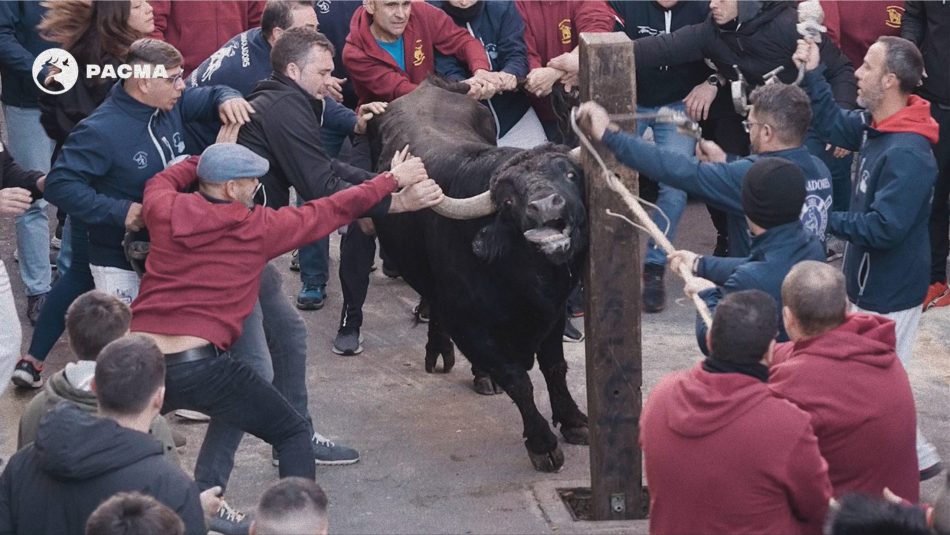 PACMA difunde vídeo de las fiestas de Sant Antoni: un toro brama desesperadamente al ser embolado en Castelló