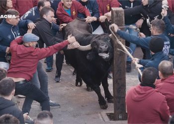 PACMA documenta el sufrimiento de 15 toros durante un “asfixiante embolado» en las fiestas de Sant Antoni en Castelló