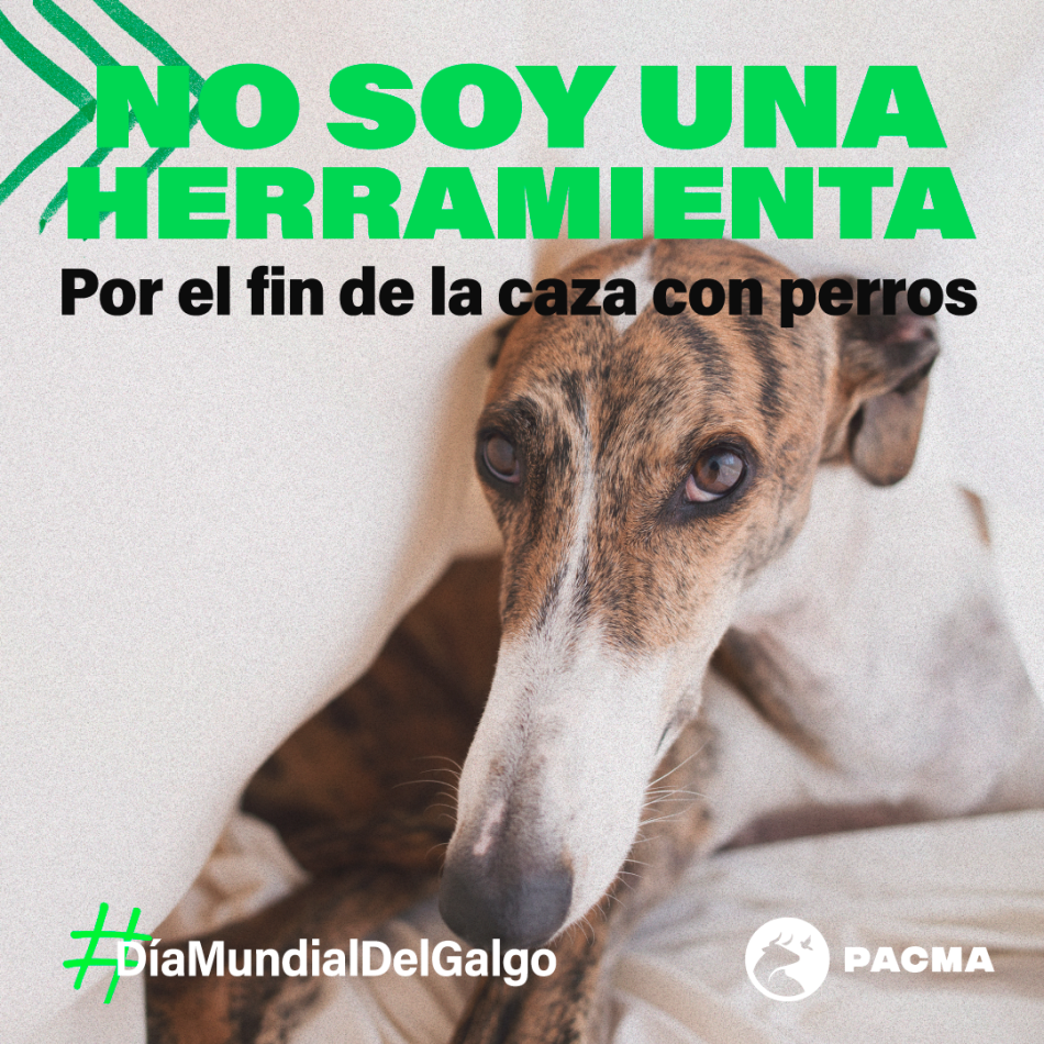 PACMA culpabiliza a la administración del maltrato a los galgos en España en su día mundial