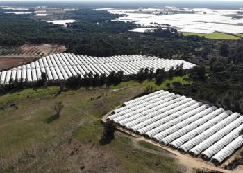 Denunciamos el nuevo intento del Gobierno de Moreno Bonilla para legalizar y recompensar a las explotaciones de fresas que expolian el acuífero de Doñana