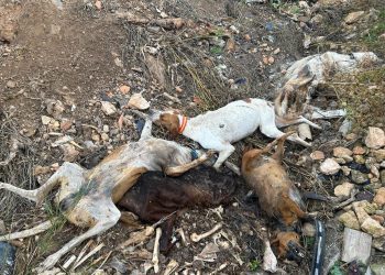 Alianza Verde pregunta al Ministerio del Interior si hubo investigación sobre la fosa de perros muertos hallada en Hellín