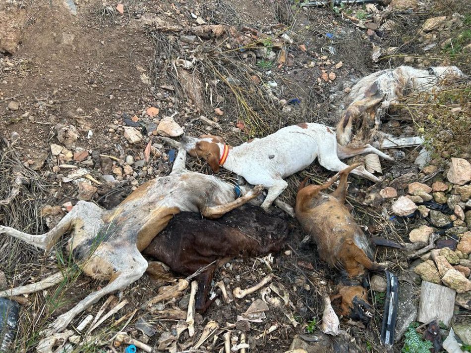 Alianza Verde pregunta al Ministerio del Interior si hubo investigación sobre la fosa de perros muertos hallada en Hellín