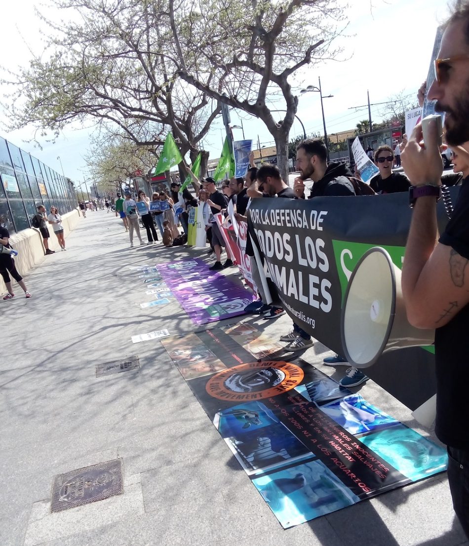 Actos el fin de semana en Valencia en defensa de los animales marinos