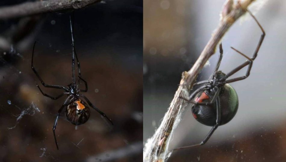 La viuda negra desaparece del sur de EE UU por la agresividad de la viuda marrón