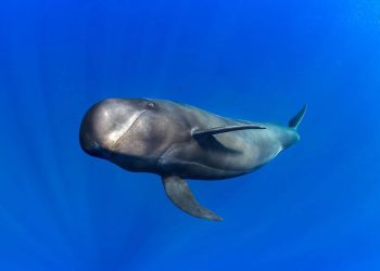 Las ballenas dentadas emiten sonidos graves para capturar alimento en las profundidades