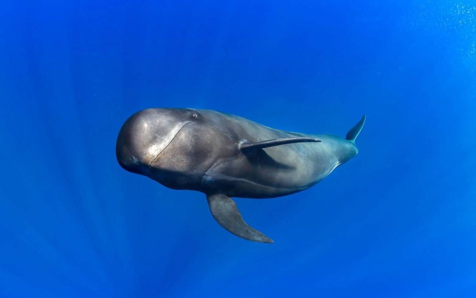 Las ballenas dentadas emiten sonidos graves para capturar alimento en las profundidades