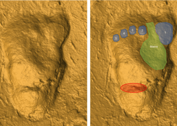 Los homininos de las huellas de Laetoli muestran un macho muy grande para su especie