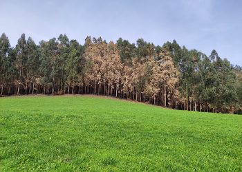 El Principado de Asturias apuesta en el nuevo plan forestal por más eucaliptos, autorizar el nintens y tolerar los incendios