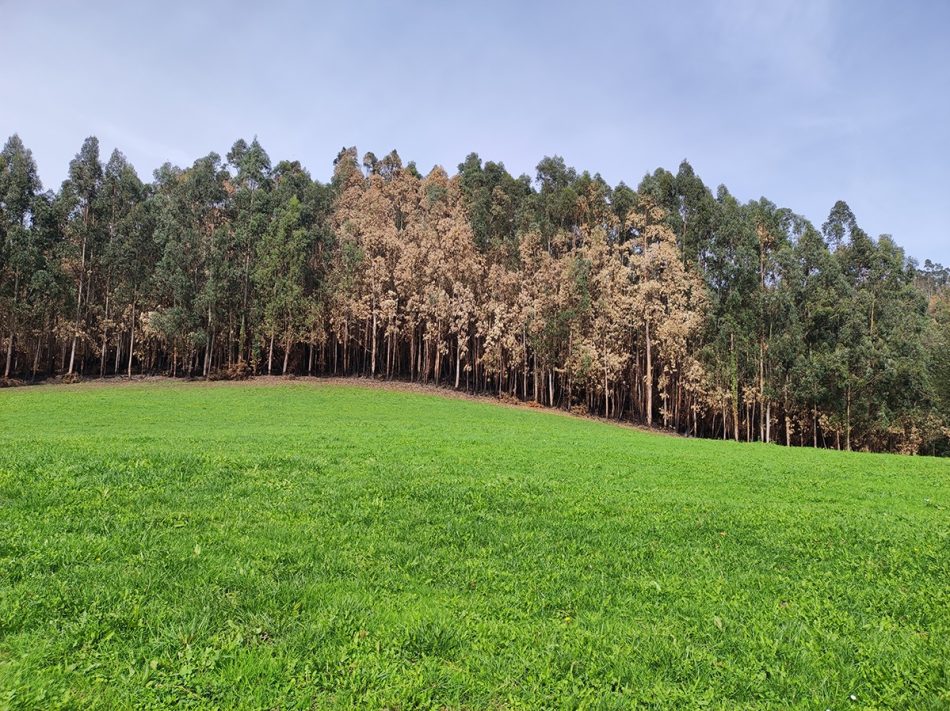 El Principado de Asturias apuesta en el nuevo plan forestal por más eucaliptos, autorizar el nintens y tolerar los incendios
