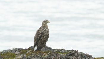 La Coordinadora Ecoloxista d’Asturies pide la retirada inmediata de los pigargos liberados en Asturias