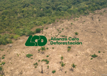 Nace una alianza de organizaciones españolas para detener la deforestación en el mundo