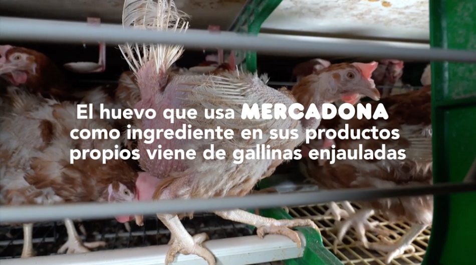 Equalia ONG alerta de ‘Welfare Washing’ de Mercadona por utilizar huevos de gallinas hacinadas en jaulas