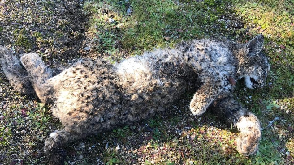 Ecologistas en Acción recurrirá la sentencia del lince abatido en Don Benito