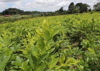 Bolivia inicia campaña para despenalizar la hoja de coca