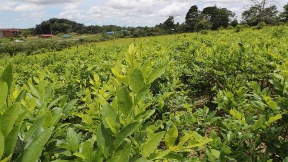 Bolivia inicia campaña para despenalizar la hoja de coca