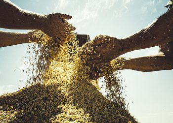 Con ministros y presencia internacional, MST realiza Fiesta de la Cosecha Agroecológica del Arroz