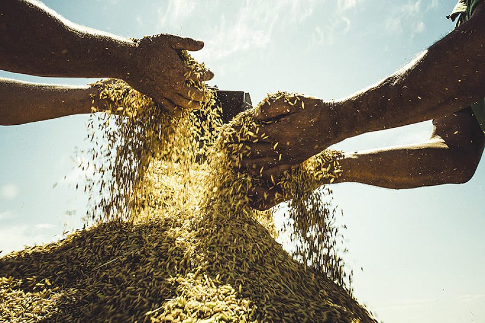 Con ministros y presencia internacional, MST realiza Fiesta de la Cosecha Agroecológica del Arroz