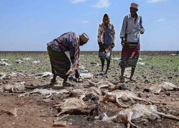 El Programa Mundial de Alimentos alerta sobre las consecuencias de la sequía en el Cuerno de África