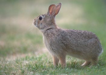 La Generalitat autorizó soltar 12.000 conejos criados en granjas cinegéticas para repoblar cotos de caza en 2021